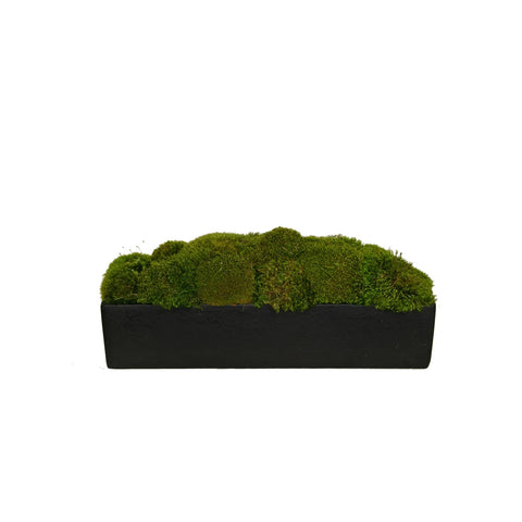 Stone Container with Mood Moss