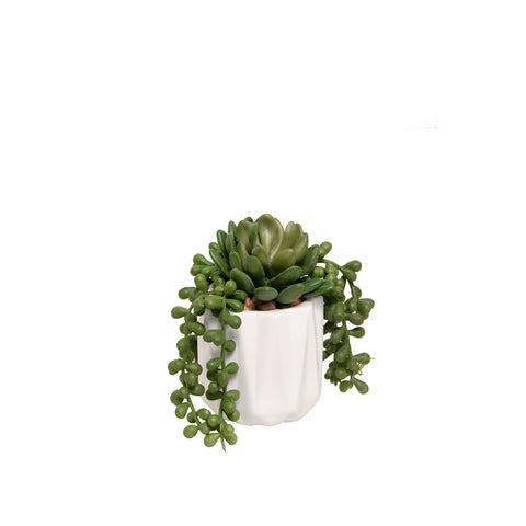 White Pot with Succulent/Senecio